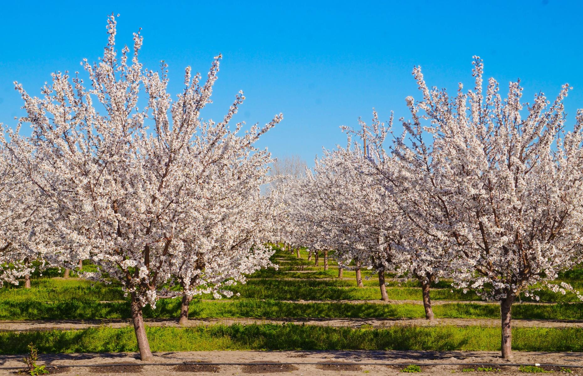 30 Astonishing Facts You Never Knew About California