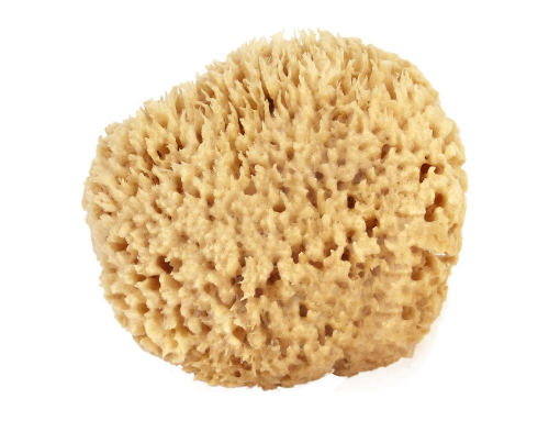 The Informant: Sea Sponges Are a Superior Shower Tool