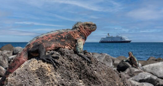 One of the famous marine iguanas of the Galápagos Islands