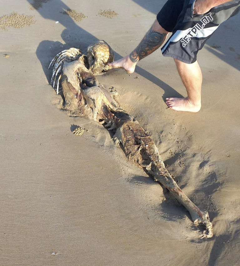 Mysterieuze 'zeemeermin-alien' op strand slaat wetenschappers met verstomming (VIDEO)