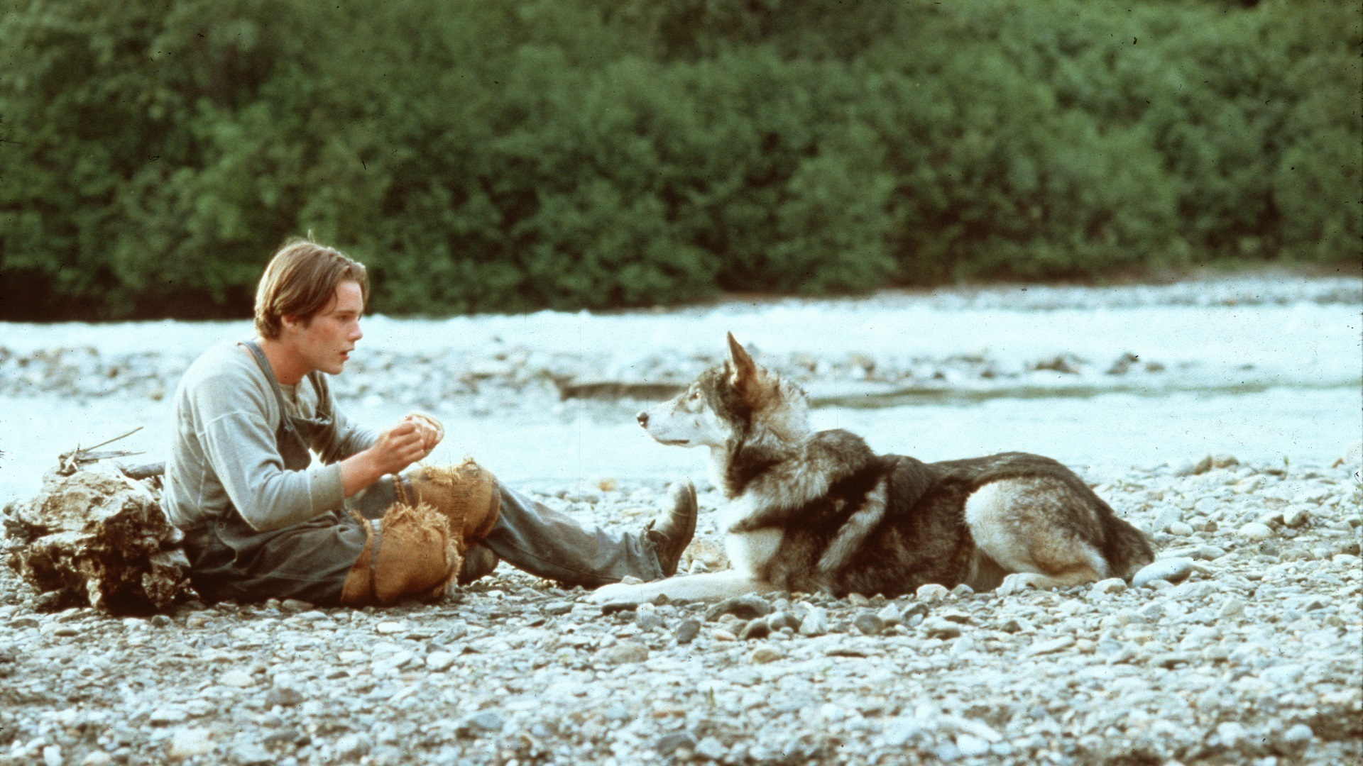 <p>One of numerous film adaptations of the 1906 Jack London adventure novel of the same name, “White Fang” (1991) stars a young Ethan Hawke as Jack Conroy and Jed as the eponymous wolfdog. Jed isn’t a one-trick movie mutt, as he actually made his debut in John Carpenter’s famous fright fest “The Thing” in 1981 and also appeared in 1985's "The Journey of Natty Gann." “White Fang” received generally positive reviews upon its release, earned a respectable $34 million in theaters and inspired a 1994 sequel, “White Fang 2: Myth of the White Wolf.” We’d say the sequel was forgettable, but sadly, we still remember seeing it as kids some 24 years ago.</p><p>You may also like: <a href='https://www.yardbarker.com/entertainment/articles/the_best_movies_of_2023_so_far_091323/s1__39106589'>The best movies of 2023 (so far)</a></p>