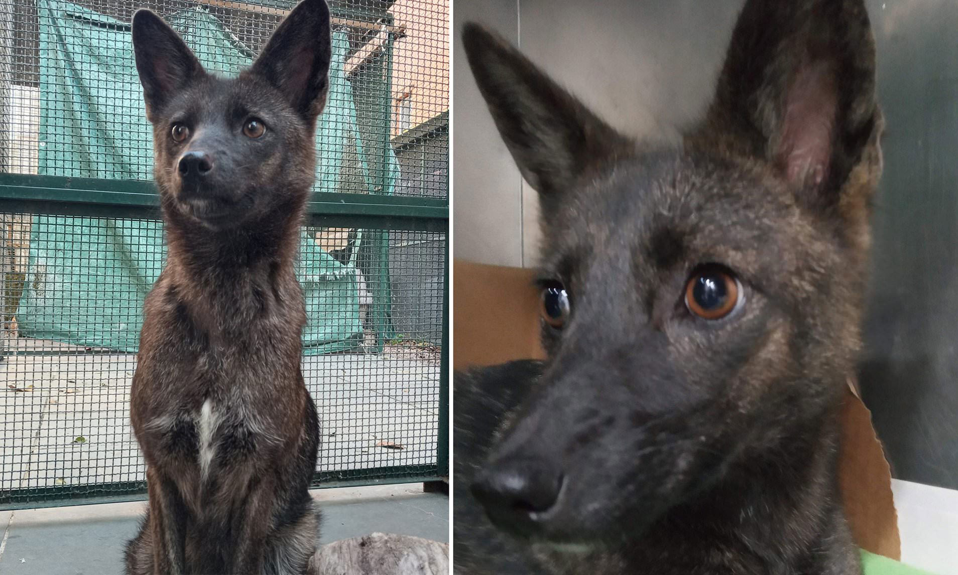 The world's first known dog-fox hybrid known as a 'dogxim' is ...