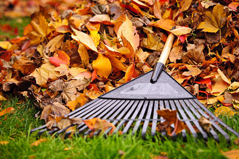 The Best Rake for Leaves - Reviews And Buyers Guide