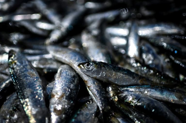 santé, crise climatique... une étude suggère de remplacer la viande rouge par des anchois ou des sardines