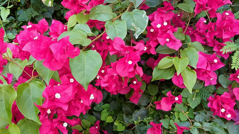 The Main Reason Your Bougainvillea May Not Be Blooming