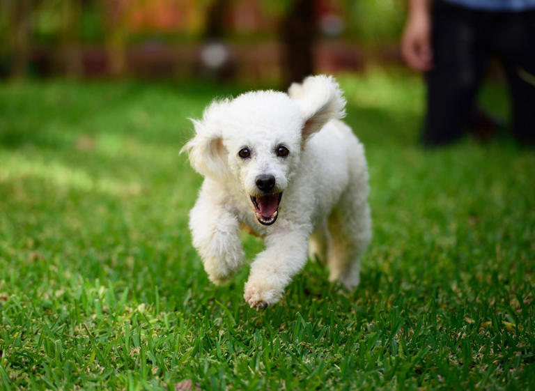 Dog Running Buddies: Here are the 10 best breeds of adorable dog for ...