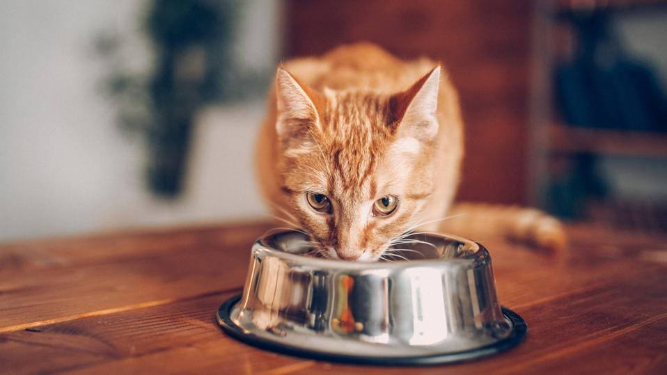Ringworm In Cats: Symptoms & Treatments