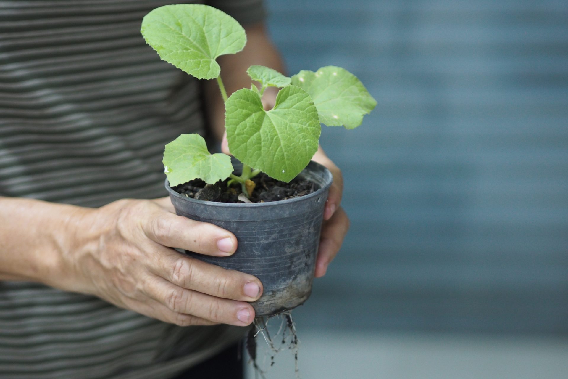 Are Your Houseplants Actually Environmentally Friendly   AA1gKL1C.img