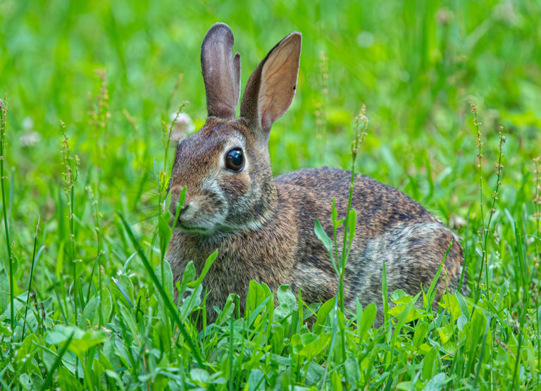 Easter also means baby rabbits. What to know about cottontails in Kentucky.