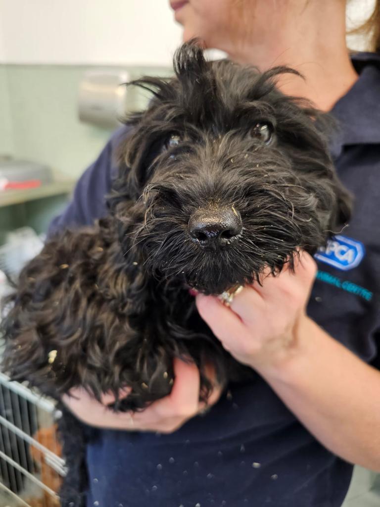 Rspca Appeal After Labradoodle Pups Kittens And Rabbits Dumped In Fenland 