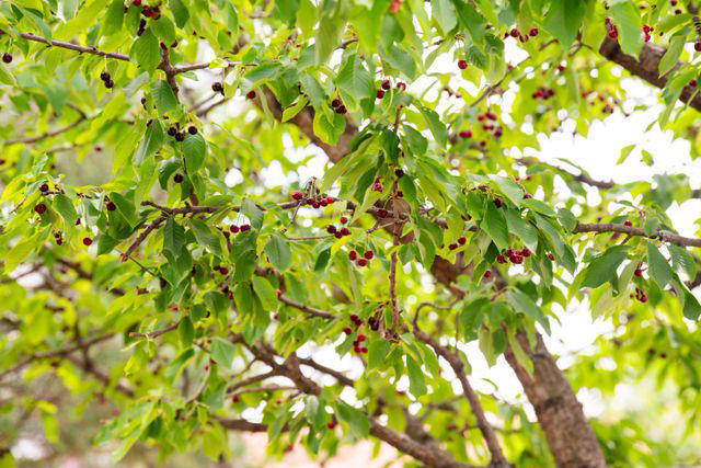 How to Grow and Care for a Bing Cherry Tree