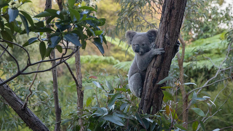 Many want to experience animal encounters with Australian wildlife on their vacation. Steve Christo/Corbis via Getty Images