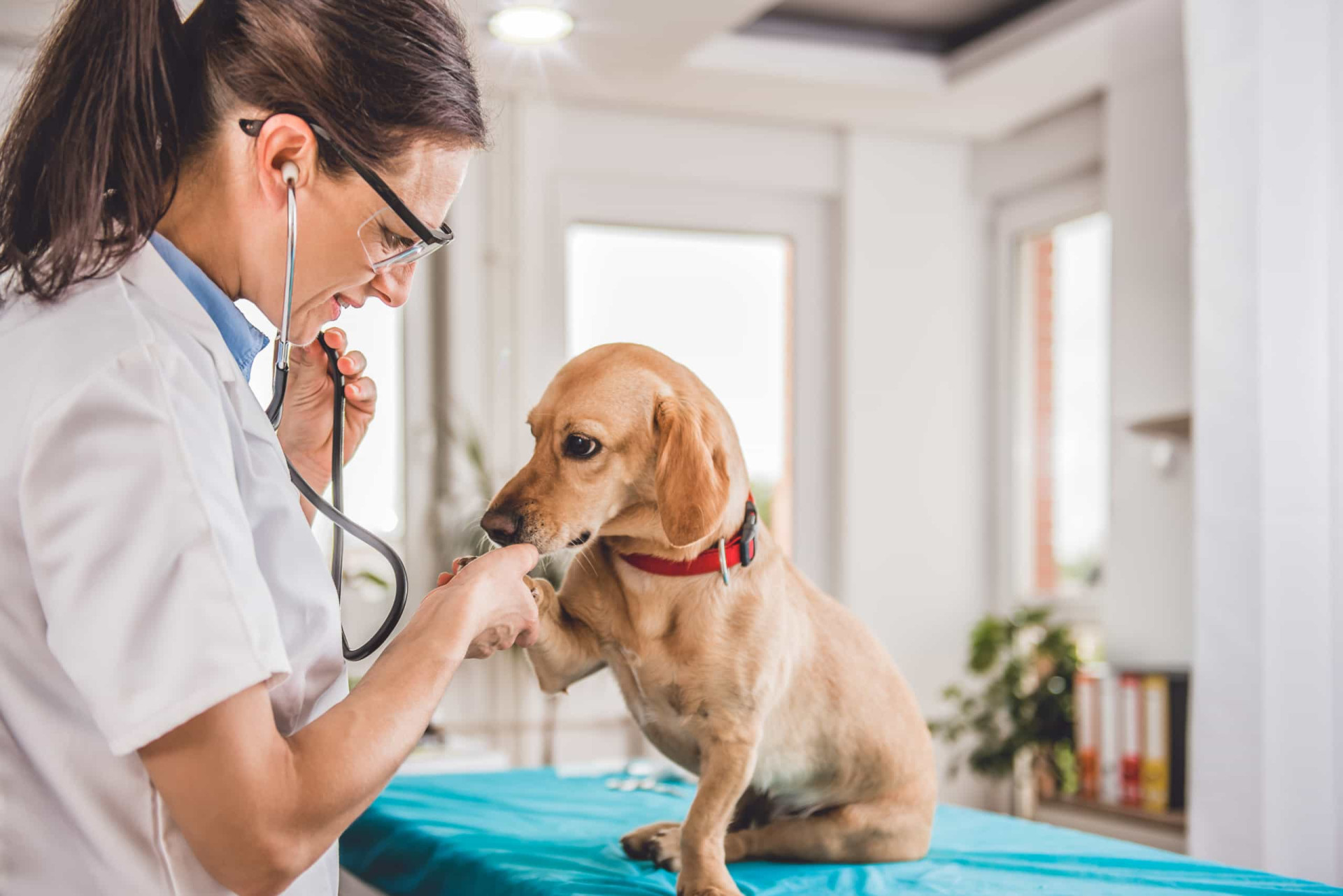 What you need to know (and do) when your pet has cancer