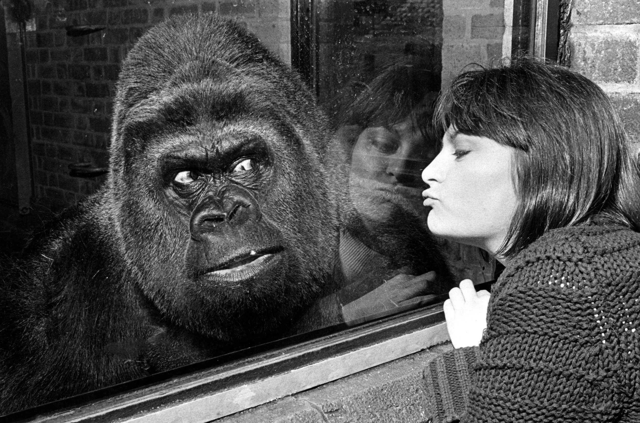 With Guy the Gorilla at London Zoo in 1977 - John Curtis/Shutterstock