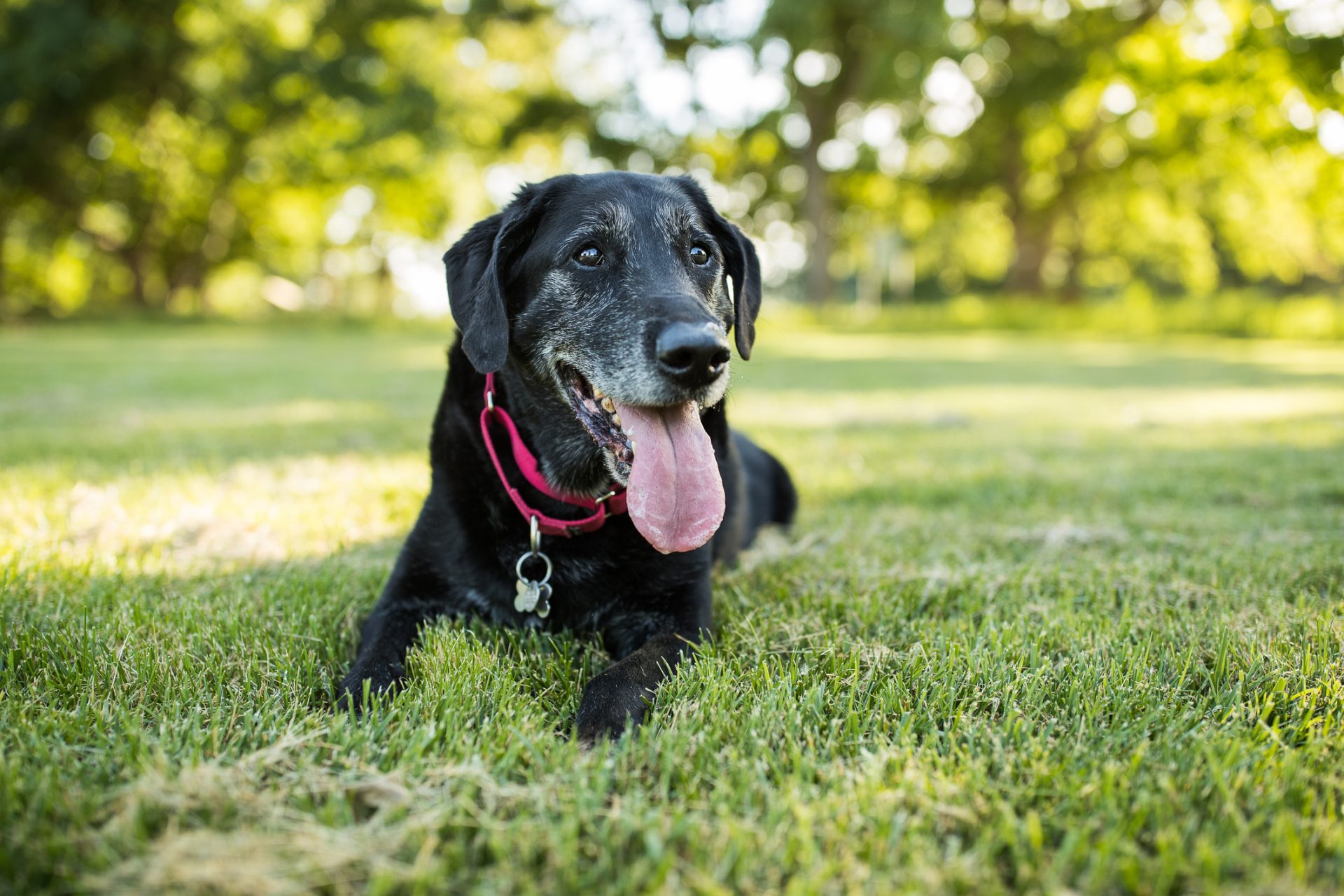 How to tell if your senior dog has dementia