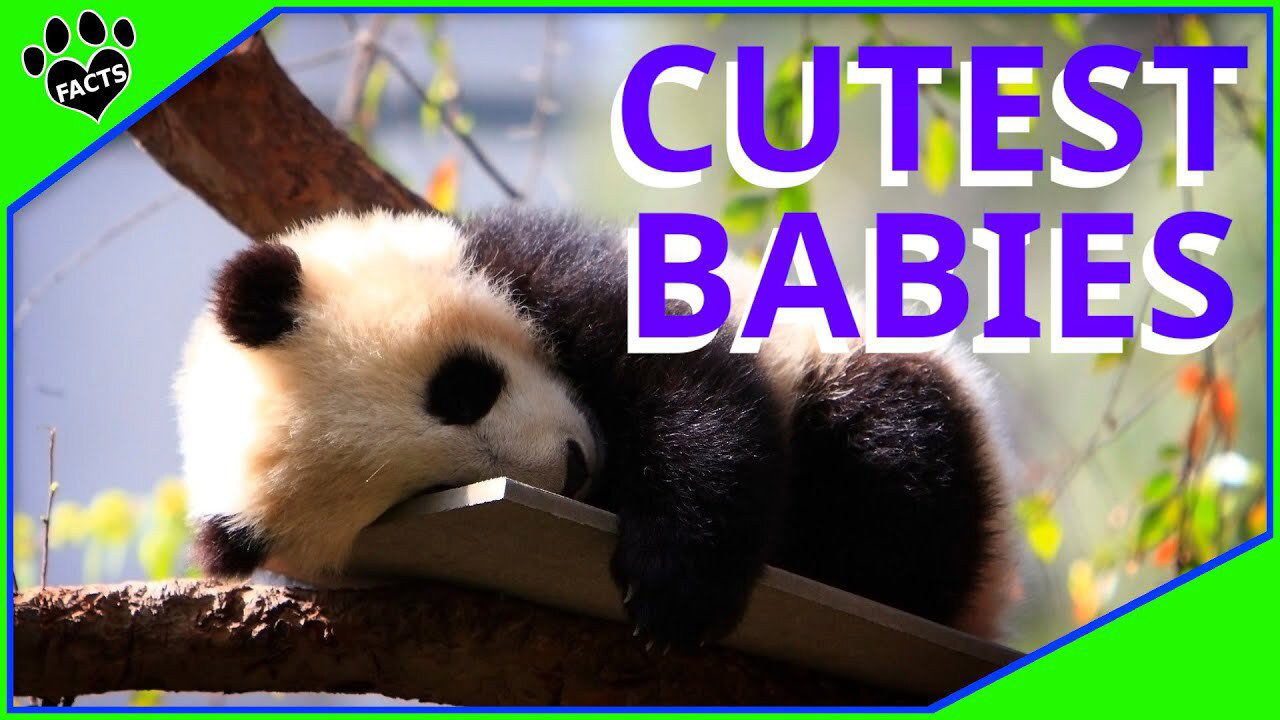 cutest baby animals in the world