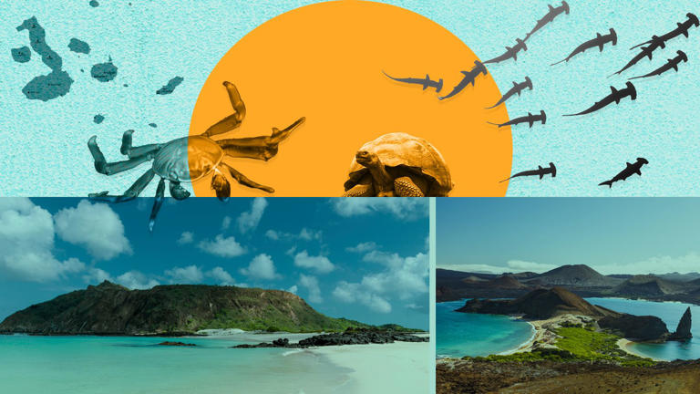Visitors to the Galapagos Islands are "almost guaranteed to see ... sea lions, blue-footed boobies, and marine iguanas"