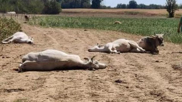 Mucche uccise a frecciate e macellate alla periferia di Roma. Raid all’istituto agrario, la preside: “Sconvolti”