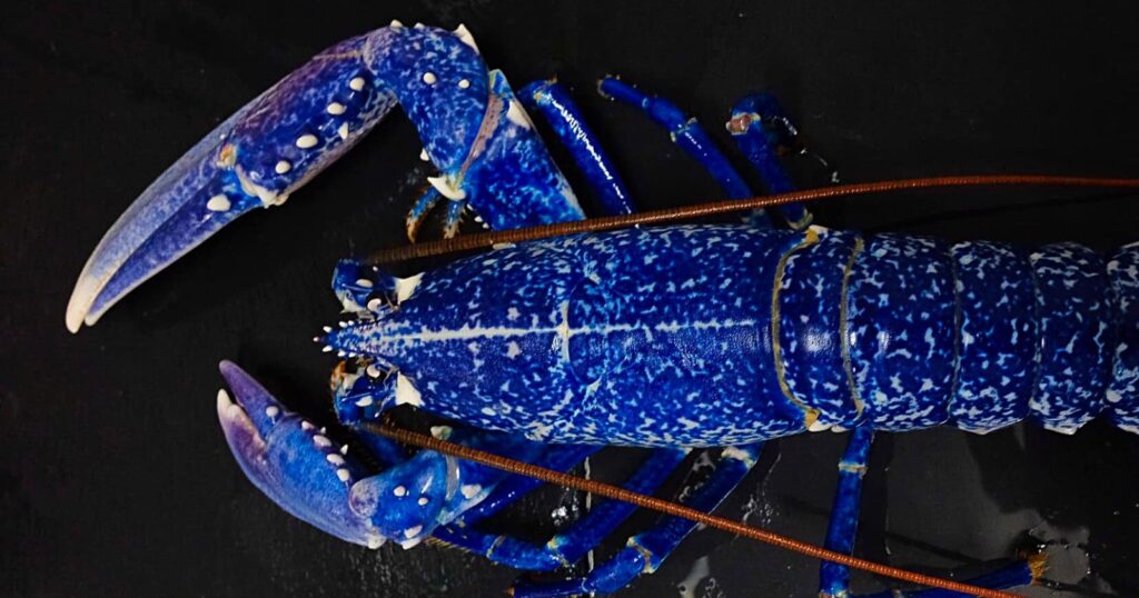 pêché en vendée, ce rare et sublime homard bleu sera finalement épargné. explications.