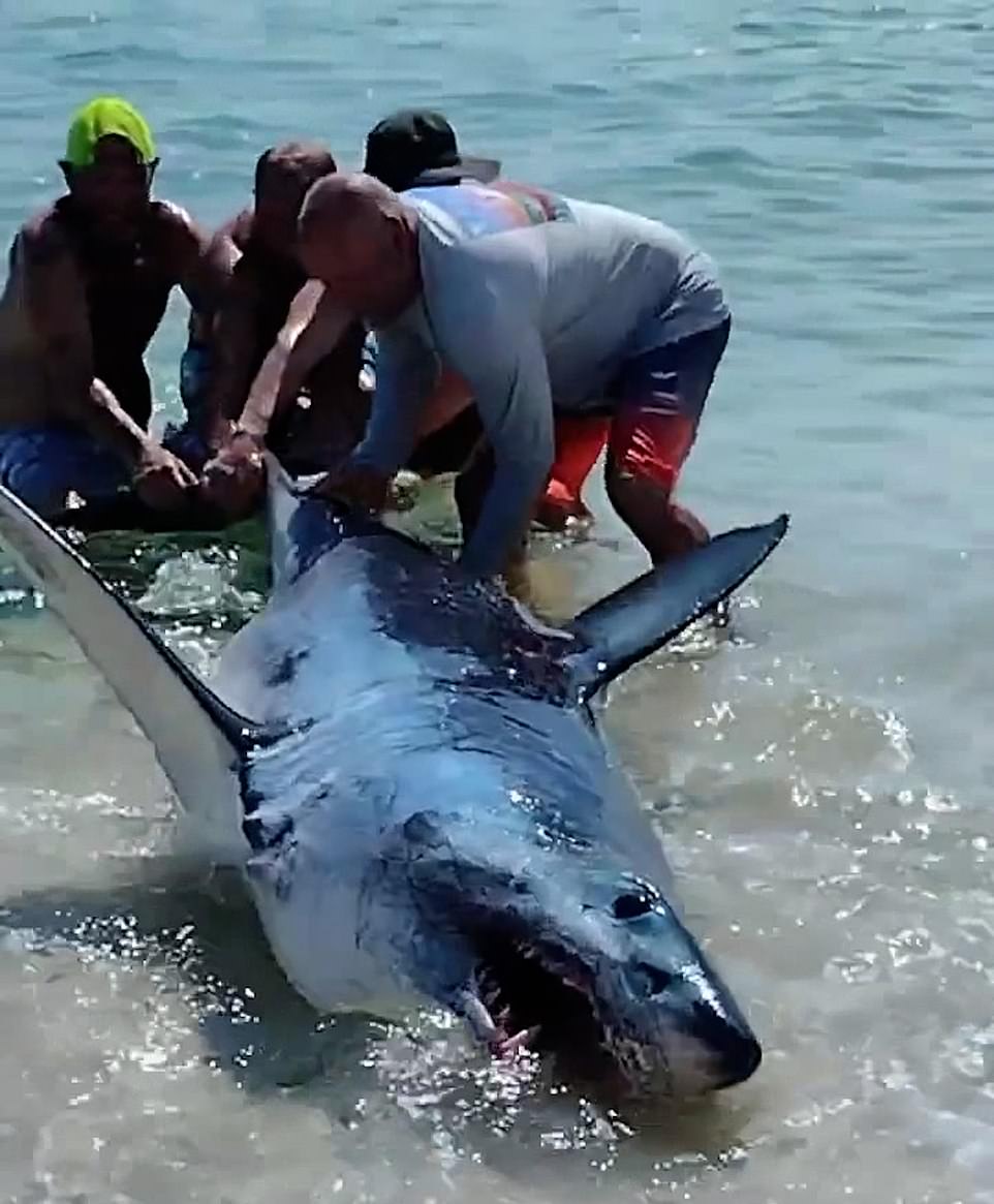 Акула спасла черепаху. Жители Флориды. Мем мужик спасает акулу. Длинная акула.