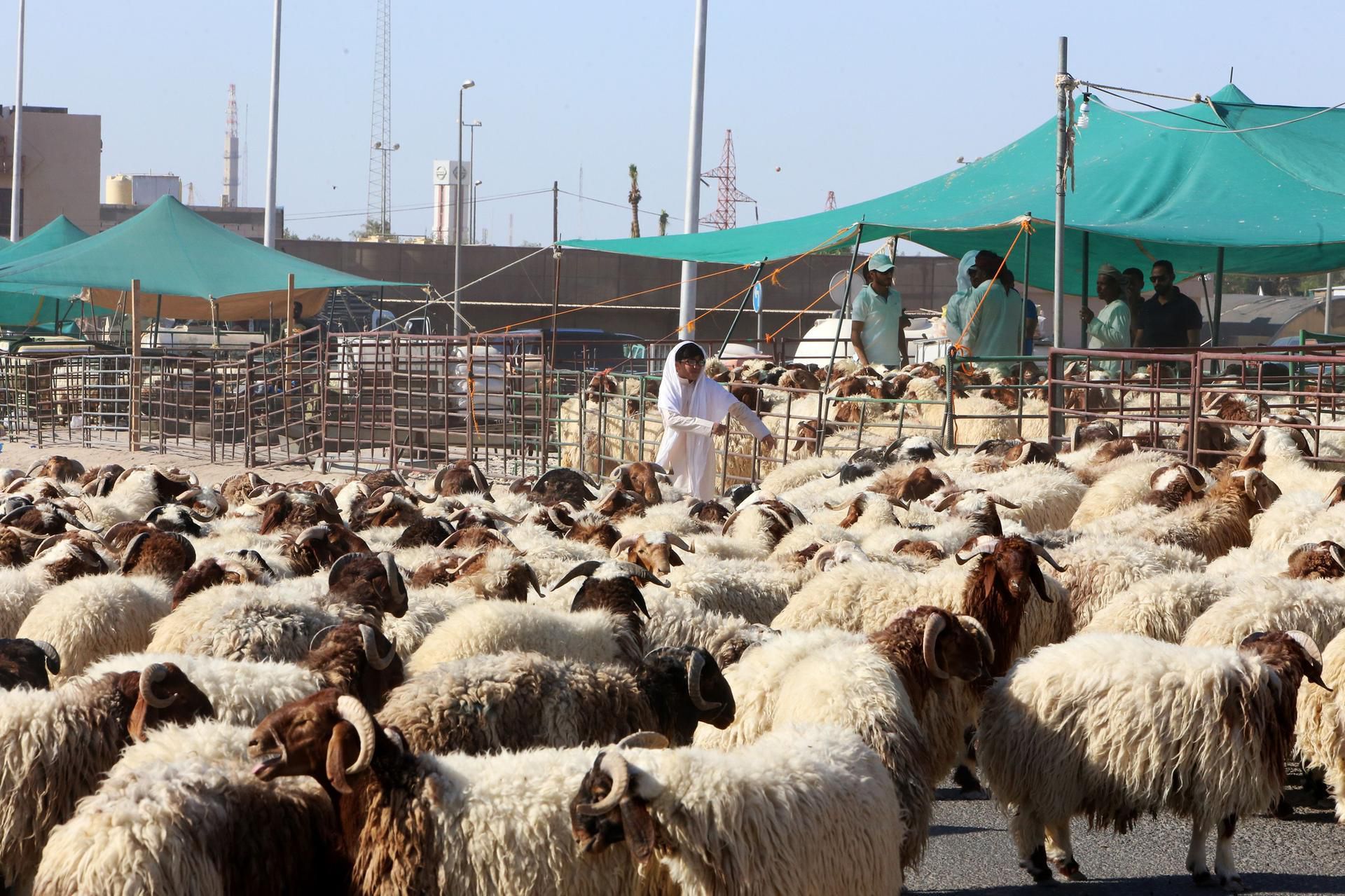 british mutton and lamb sales to the middle east soar