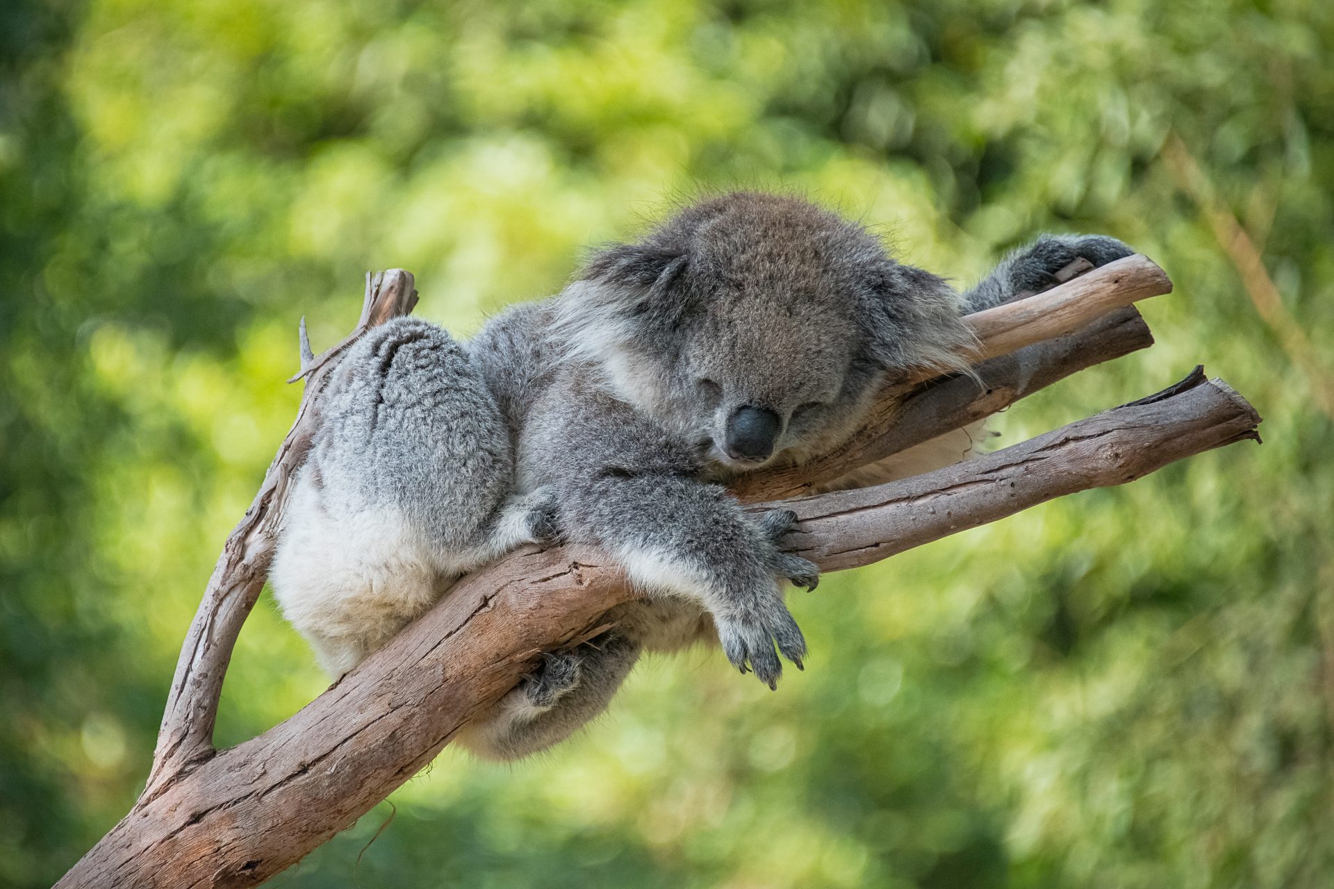 Why do koalas need to be vaccinated against chlamydia?