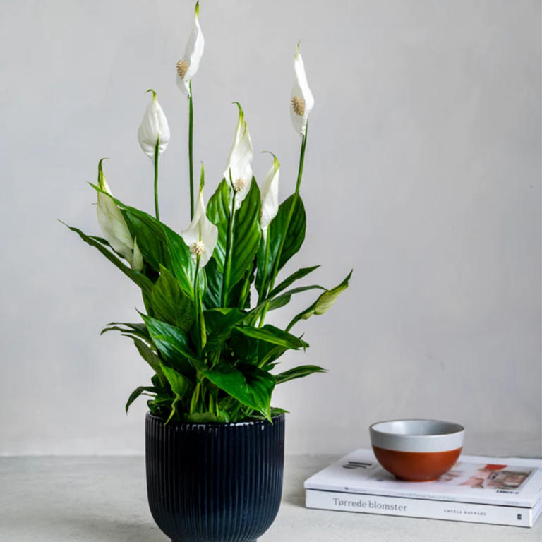 Best Indoor Plants: Where To Shop Online For Instant Plant Lady 