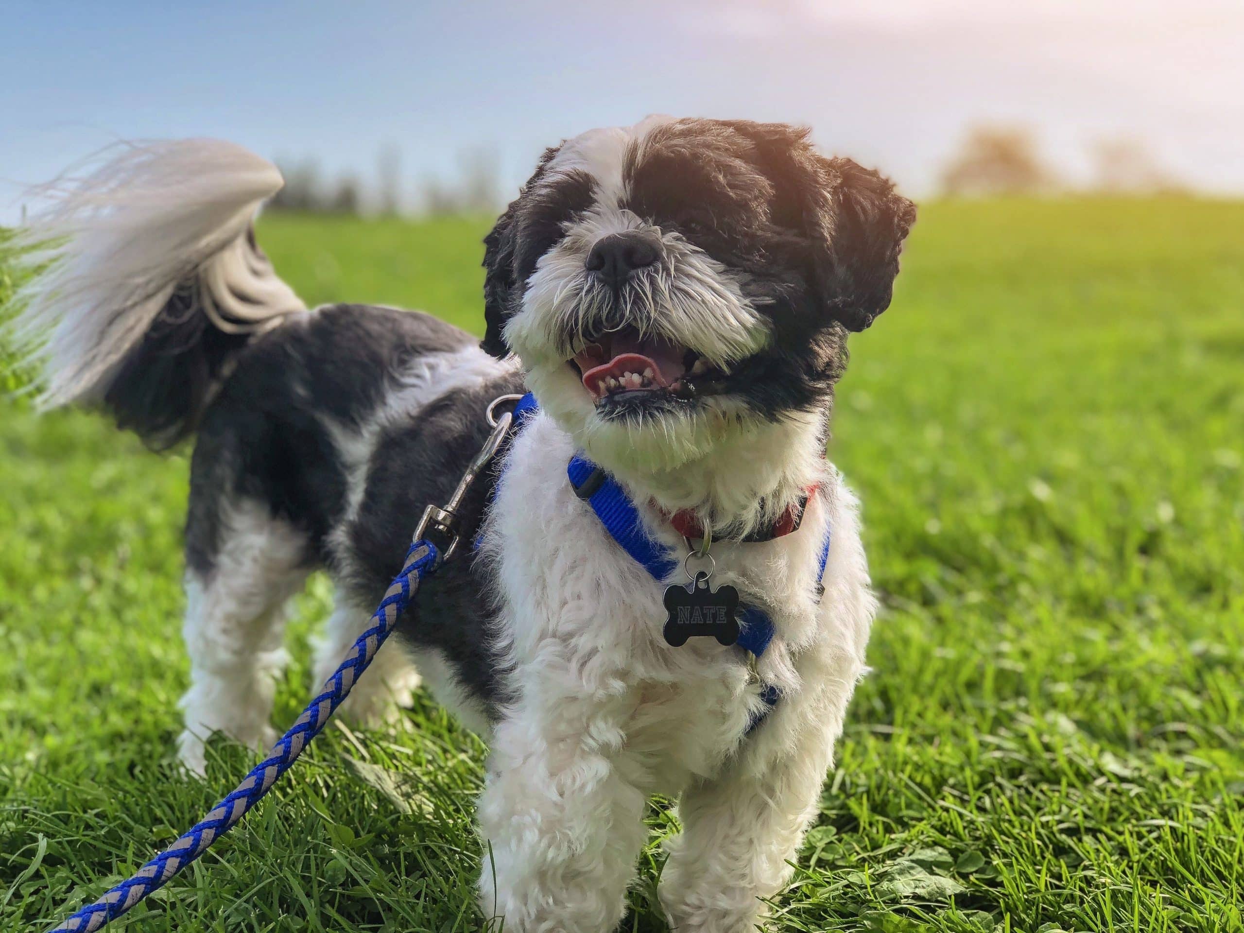 10 skäl att ge din hund ordentliga promenader