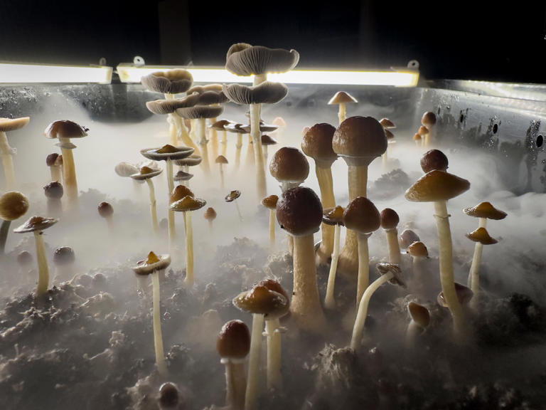 Can The Psychedelic In Magic Mushrooms Treat Depression Ohio State