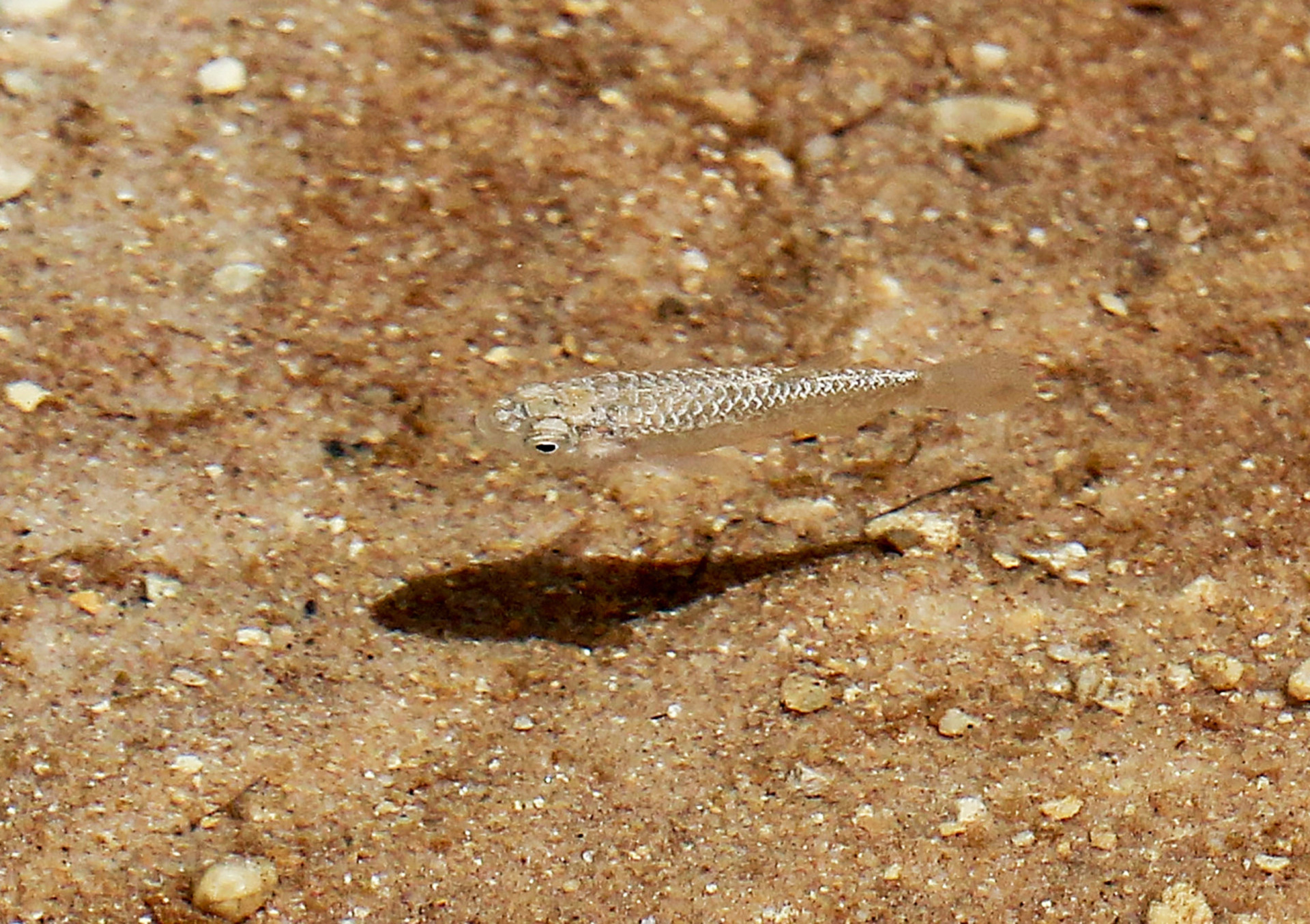 <p>The species of fish recorded by photographer Noam Bedein has yet to be officially identified. Meanwhile, the closest any known fish has come to the ancient salt lake is the Dead Sea toothcarp. Endemic to the Dead Sea basin, the one seen in this image is cared for at Jordan's Fifa Nature Reserve, located some 60 km (36 mi) south of the Dead Sea. This tiny fish is so rare that it's listed as Endangered by the International Union for Conservation of Nature (IUCN).</p><p>You may also like:<a href="https://www.starsinsider.com/n/483553?utm_source=msn.com&utm_medium=display&utm_campaign=referral_description&utm_content=573453en-en"> Celebrities involved in fatal accidents</a></p>