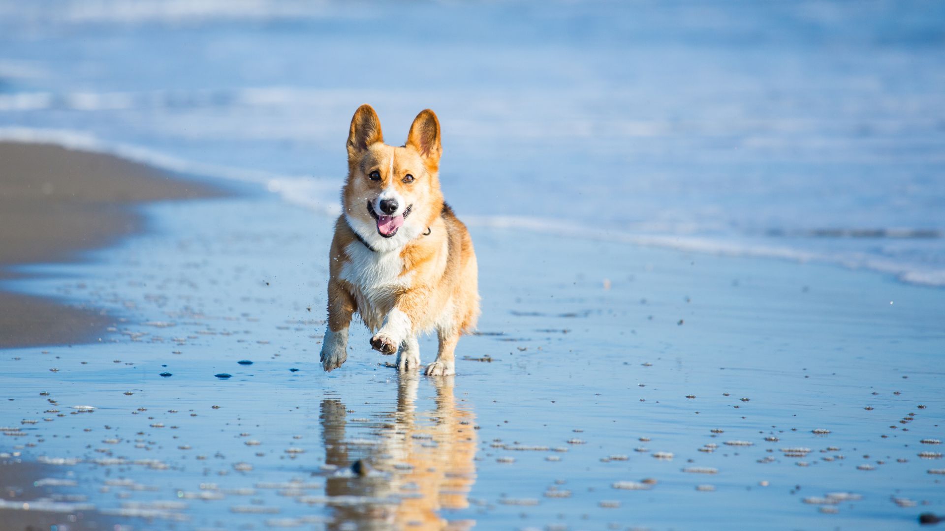 <p>                     Also known as Its Beach, before the hours of 10am and after 4pm your furry friend can run, walk and explore without being strapped to one another. However if you plan on visiting between these hours, just remember to stock up on dog leashes so you can keep your pooch close by.                   </p>