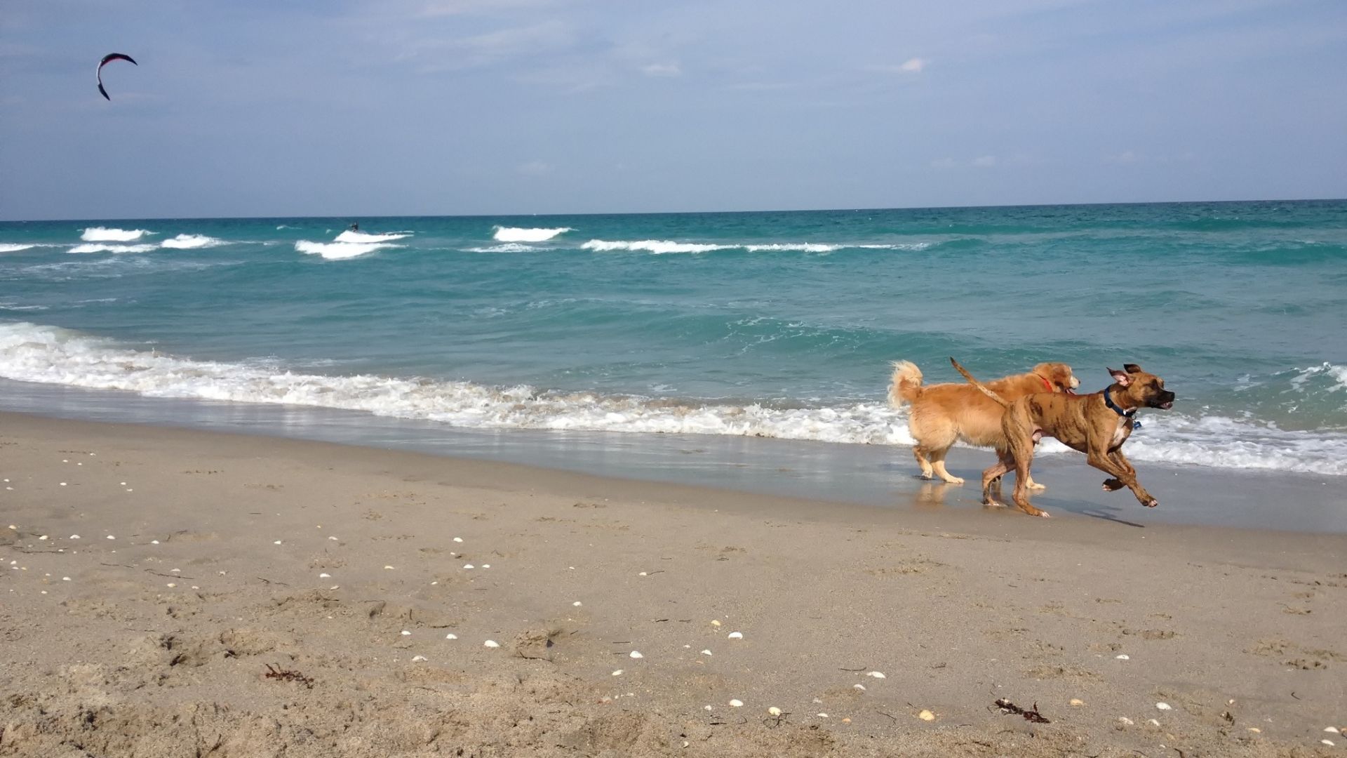 <p>                     Dogs can run to their heart's content, and leash free, in Brohard Beach in Venice, Florida. There’s also a whole host of other amenities there like showers, benches, picnic tables and water fountains for your dog, so you can make a full day of it.                   </p>