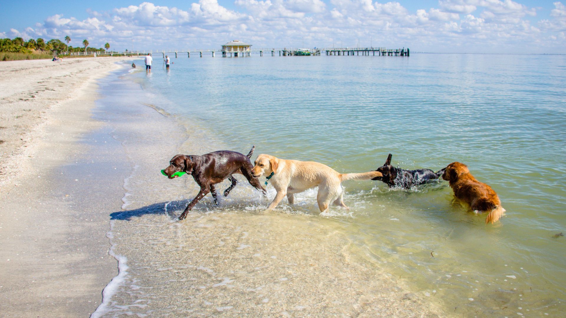 <p>                     Florida is famed for its glorious and golden stretches of white sandy beaches. Take your dog to visit what Panama City Beach has to offer thanks to its dog-friendly section, aptly named Dog Beach. They can enjoy 400 feet of coastline, although leashes are required.                   </p>