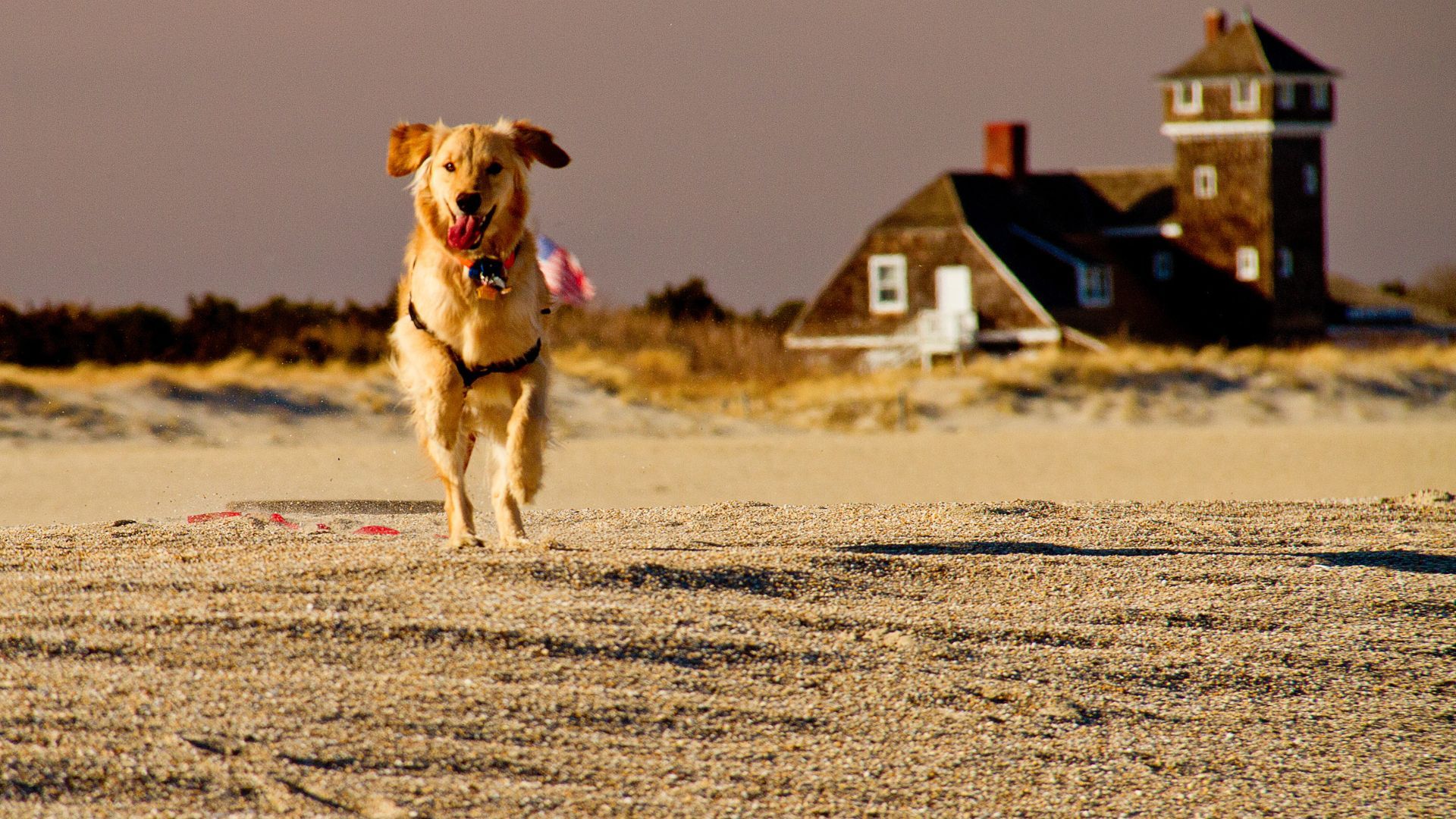 <p>                     How does 10 miles of white sandy beach sound? At Island Beach State Park, you and your paw-fect pal can enjoy the scenic views along the Jersey Shore if your dog is on a leash which is no longer than 6 feet.                   </p>
