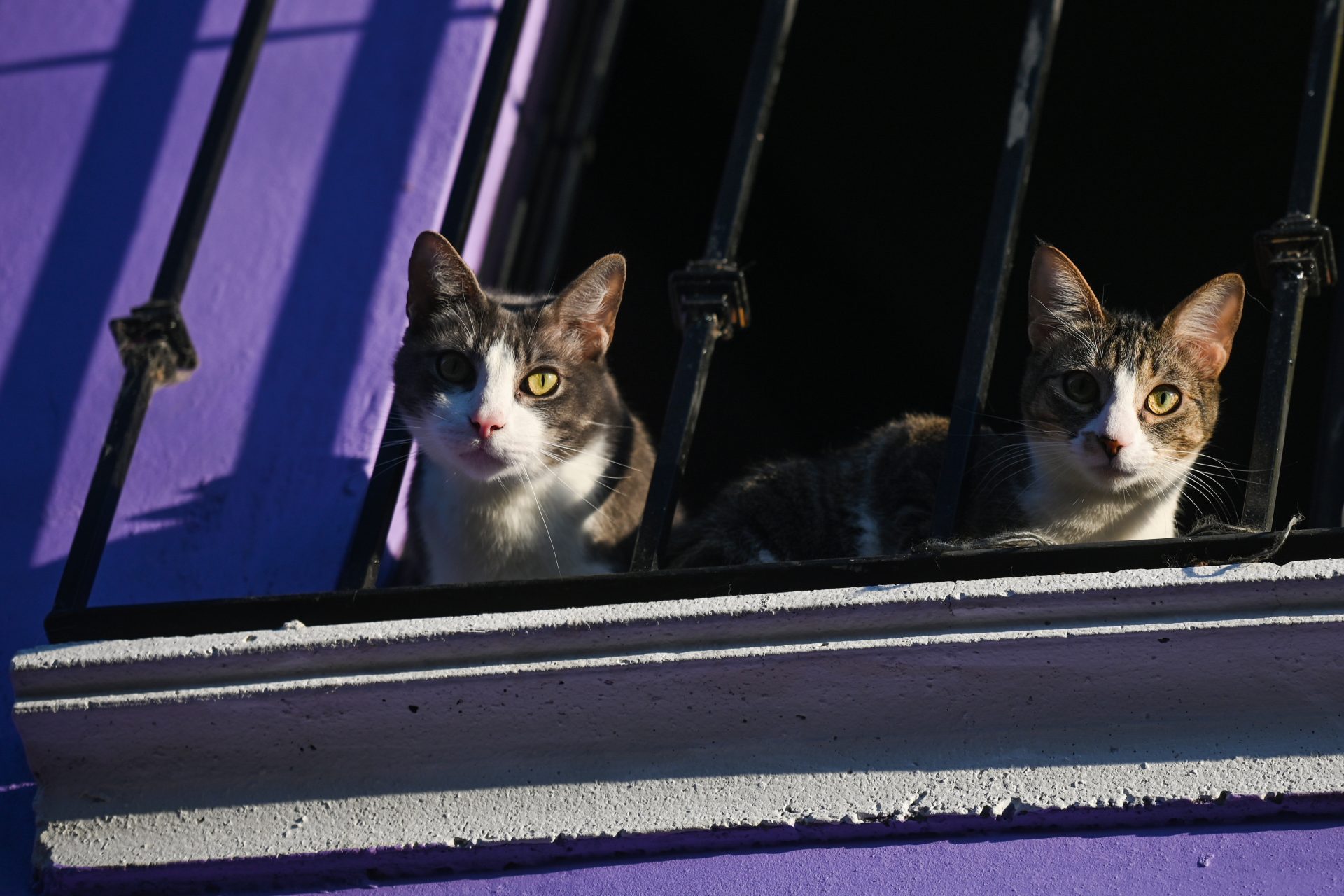 Essential things to know about cats