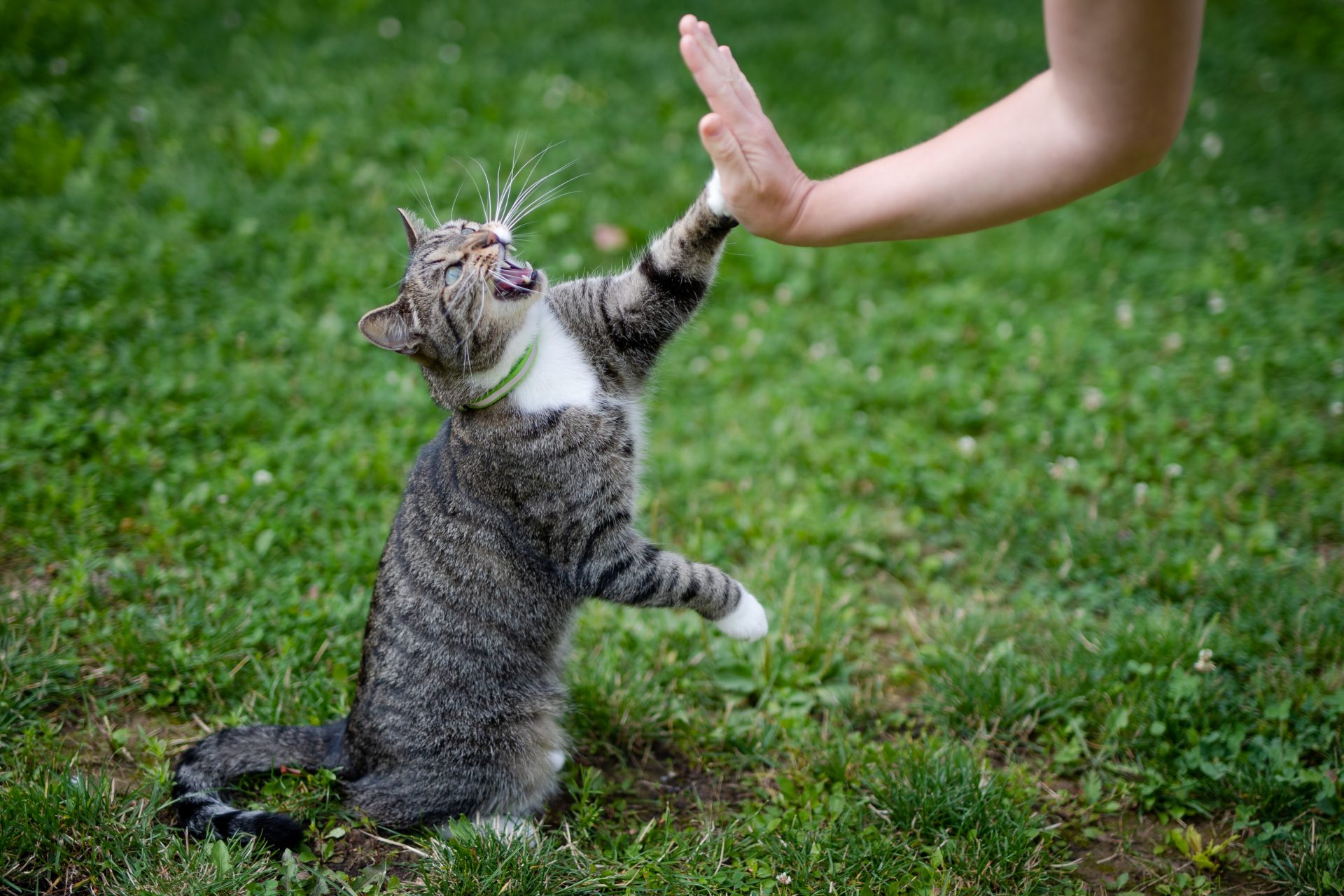 Essential things to know about cats