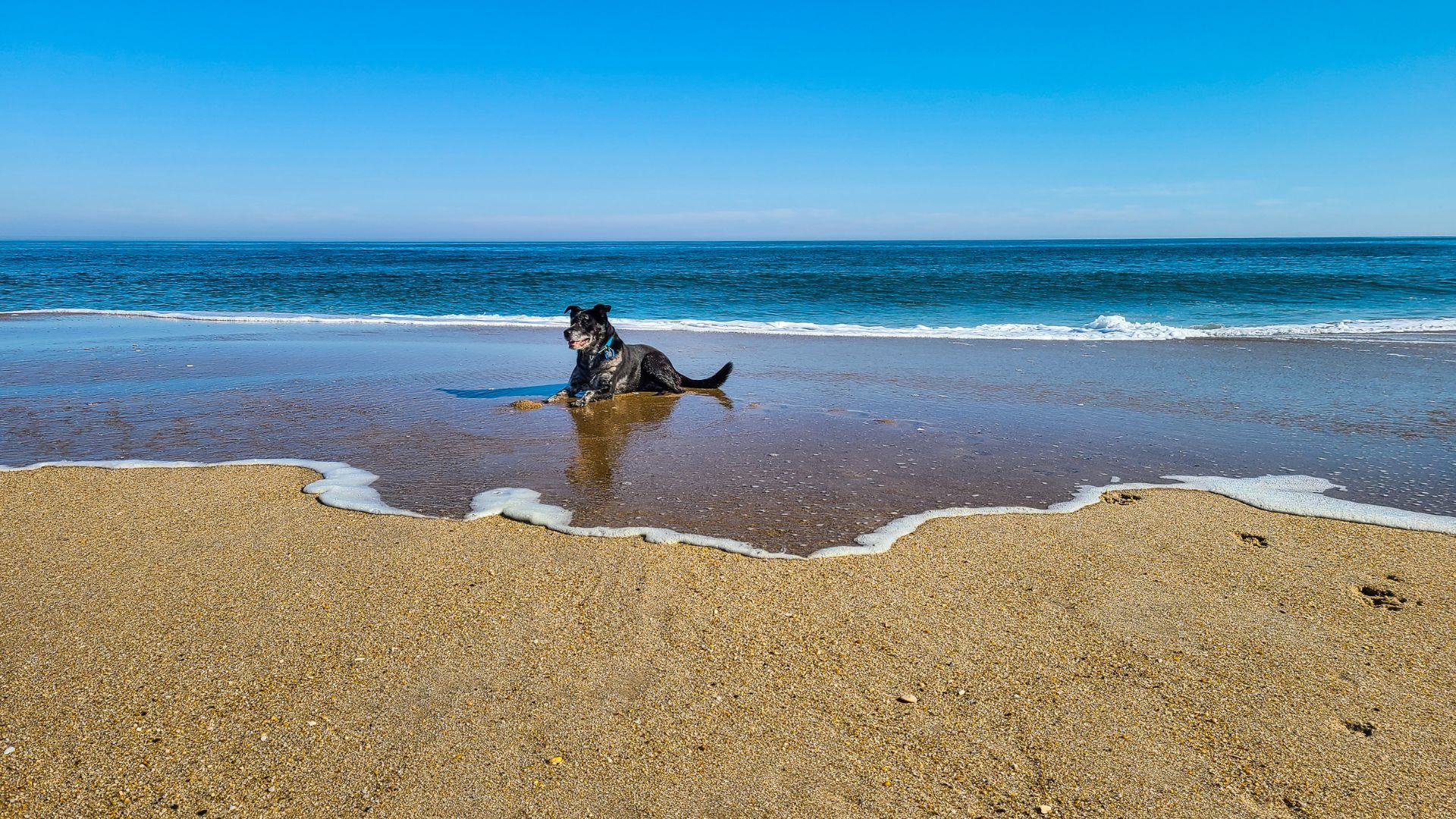 <p>                     If your pup doesn’t mind being on a leash, then take them to Crystal Coast in North Carolina where they can enjoy dog-friendly beaches like Pine Knoll Shores beach, Emerald Isle and Indian beach.                   </p>