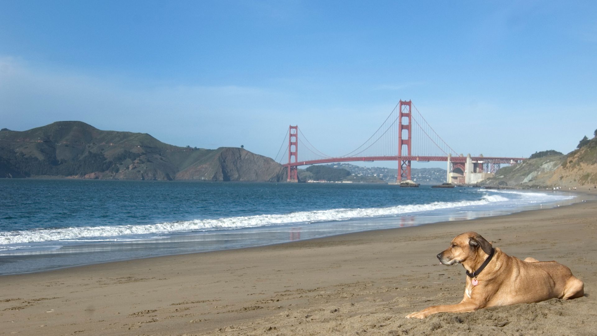 <p>                     Help your canine meet new furry pals at Fort Funston, which allows your dog to be off its leash, just as long as you have your pet trained and under voice command. With a quarter of a mile worth of beach, even more trails and bluffs, there’s lots of room to explore.                   </p>