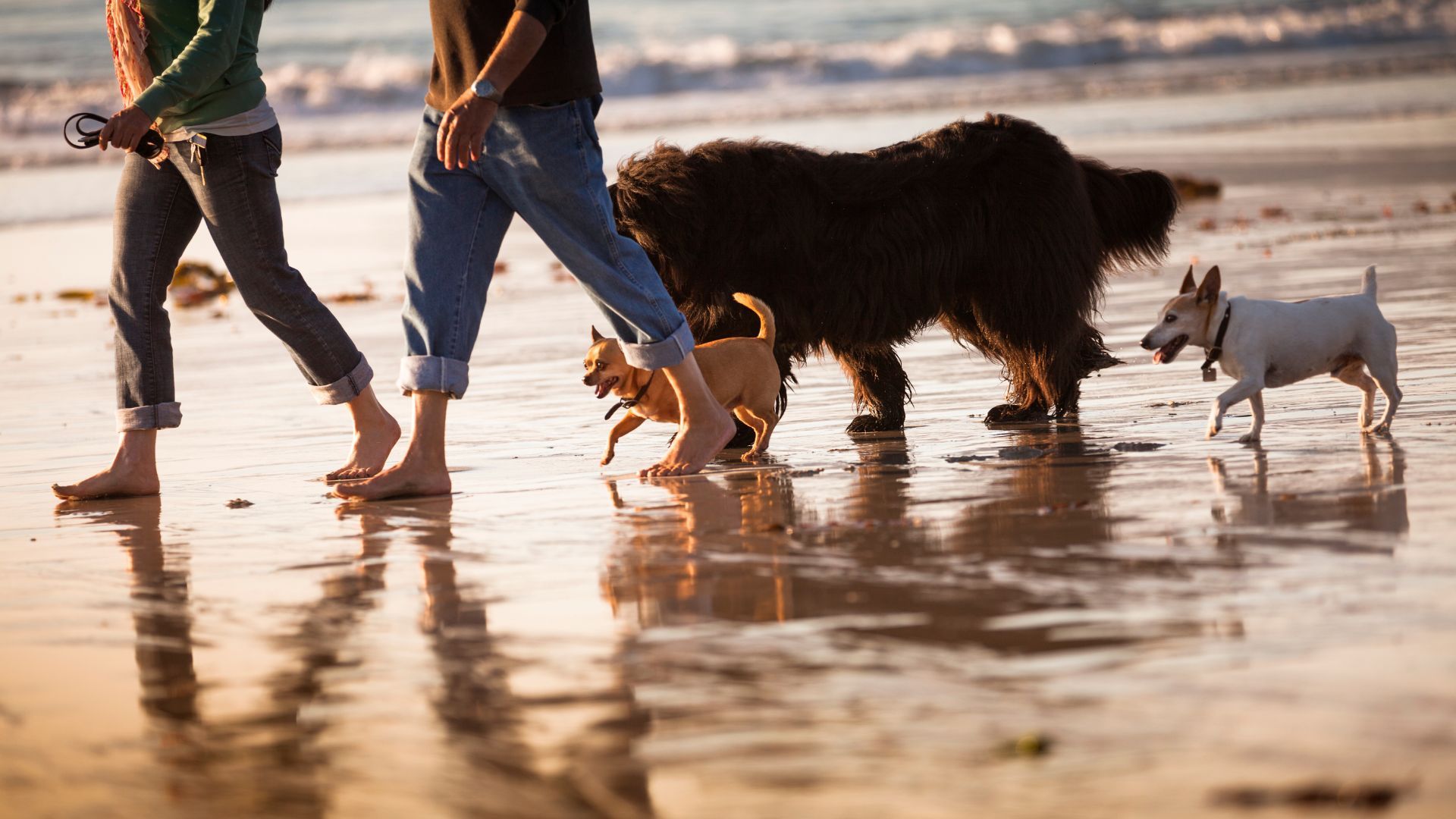 <p>                     Carmel-by-the-sea is known for being one of the best dog-friendly towns in America and it’s for good reason. You’ll find water bowls, dog treats and biodegradable bags all available. So take a trip with your four legged friend to Carmel Beach to make memories under the sun.                   </p>