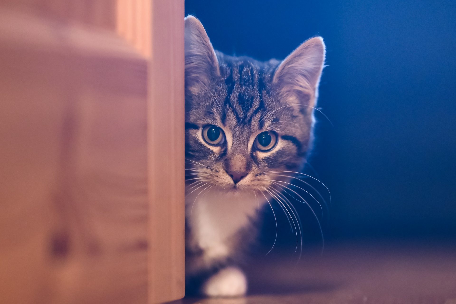 Essential things to know about cats