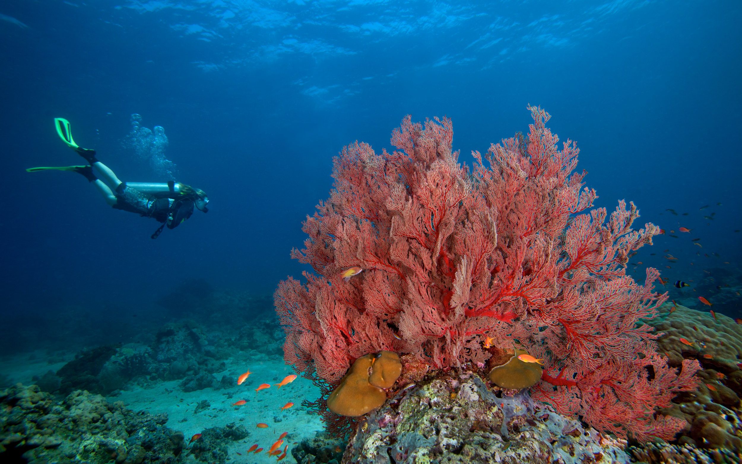 Мир морских глубин. Каменный коралл, Дахаб, красное море. Подводный риф Марса Алам. Коралловый риф Раджа-Ампат. Рас Мухаммед Шарм-Эль-Шейх.