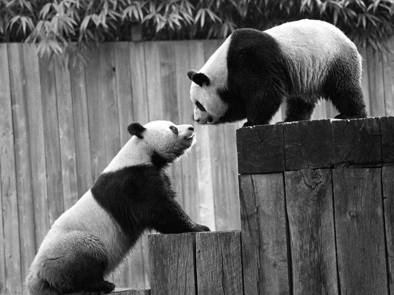 Панда линг