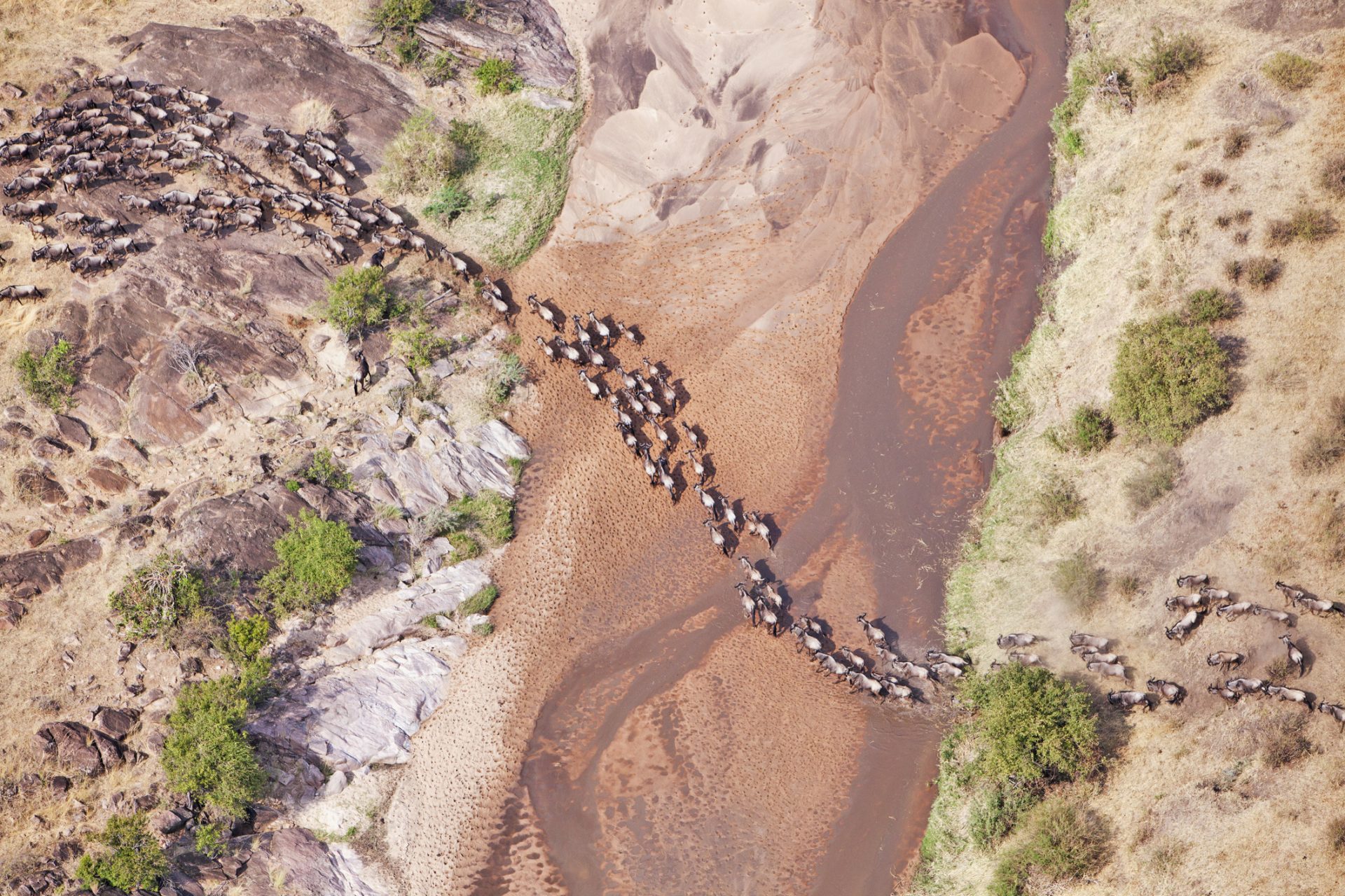 The largest land mammal migration in the world