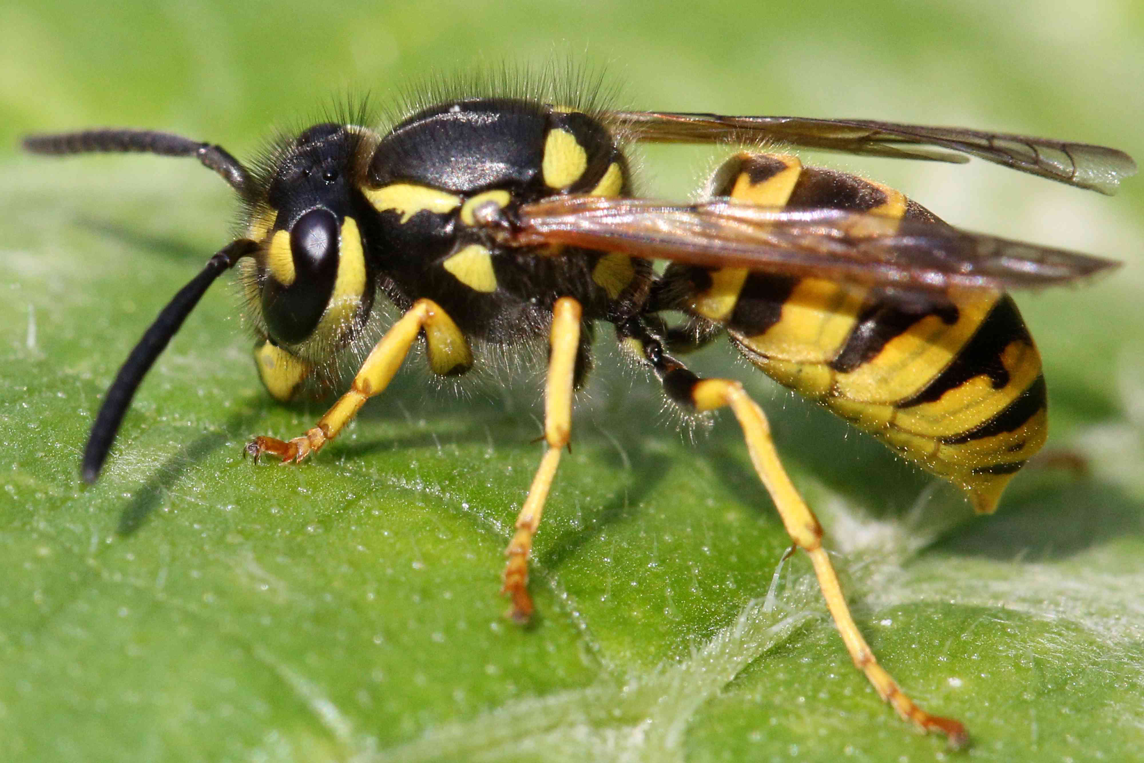 How to Identify and Get Rid of Yellow Jackets