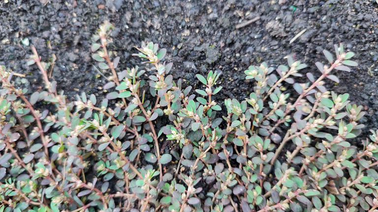 How To Remove Spurge Weed From Your Yard So It Doesn't Take Over