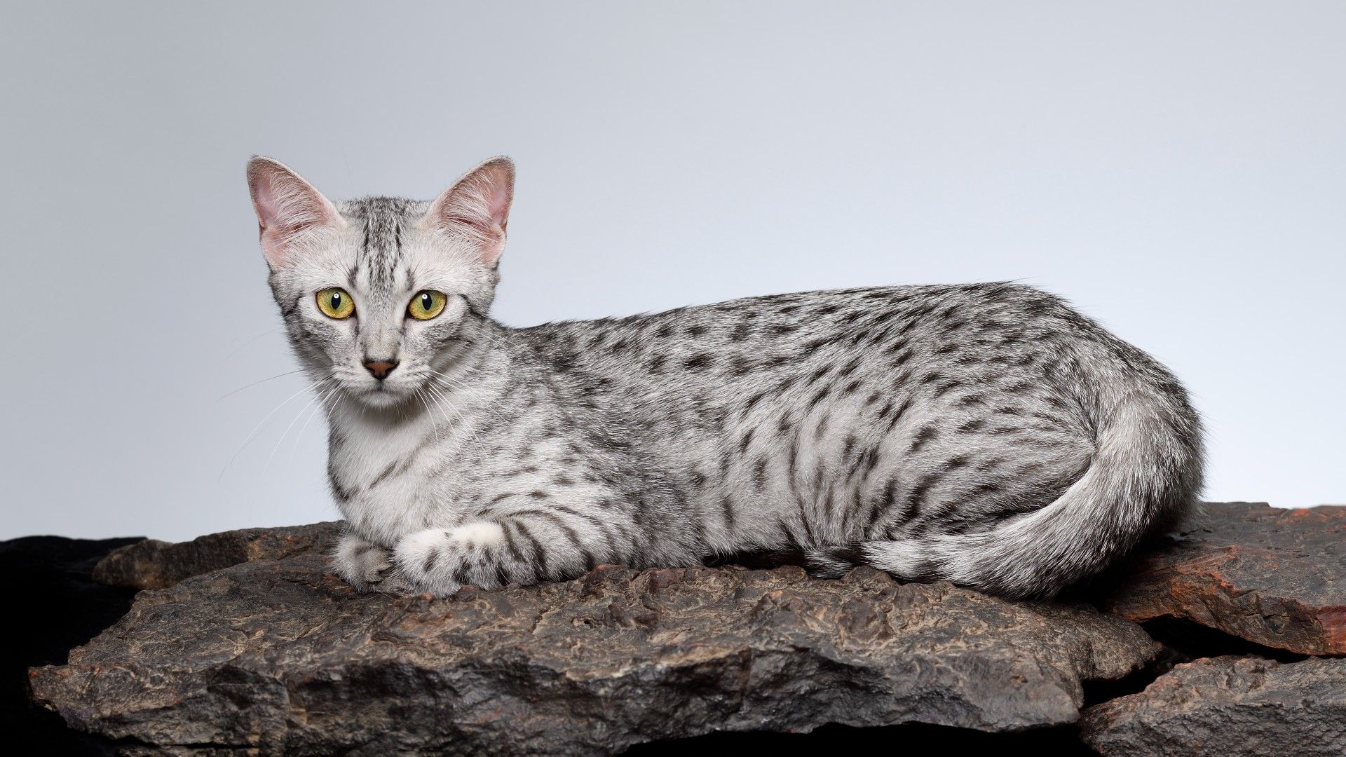 <p>                     Regarded as one of the oldest domesticated cat breeds, archaeologists have discovered cats in the tombs of ancient Egyptians that look a lot like the Egyptian Mau that we know today. Sporting natural spots on their coat and skin, this breed has a lithe and athletic body and a minimally shedding coat.                   </p>                                      <p>                     Fiercely devoted to their humans, the Egyptian Mau loves playing with water and is so smart that they’ll quickly learn how to turn on the faucet to gain access. Active, agile, and energetic, this is a social breed that needs to be kept busy. However, as long as they get plenty of stimulation throughout the day, they’ll take great delight in a good snuggle session once they’ve worn themselves out.                   </p>                                      <p>                     Naturally good with children (and other animals if exposed to them from a young age), the Egyptian Mau lives well with almost all four-legged and four-pawed family members. While not as chatty as Siamese cats, they can still be talkative, deploying a range of sounds like chirps, chortles, and whistles to interact with their people.                   </p>