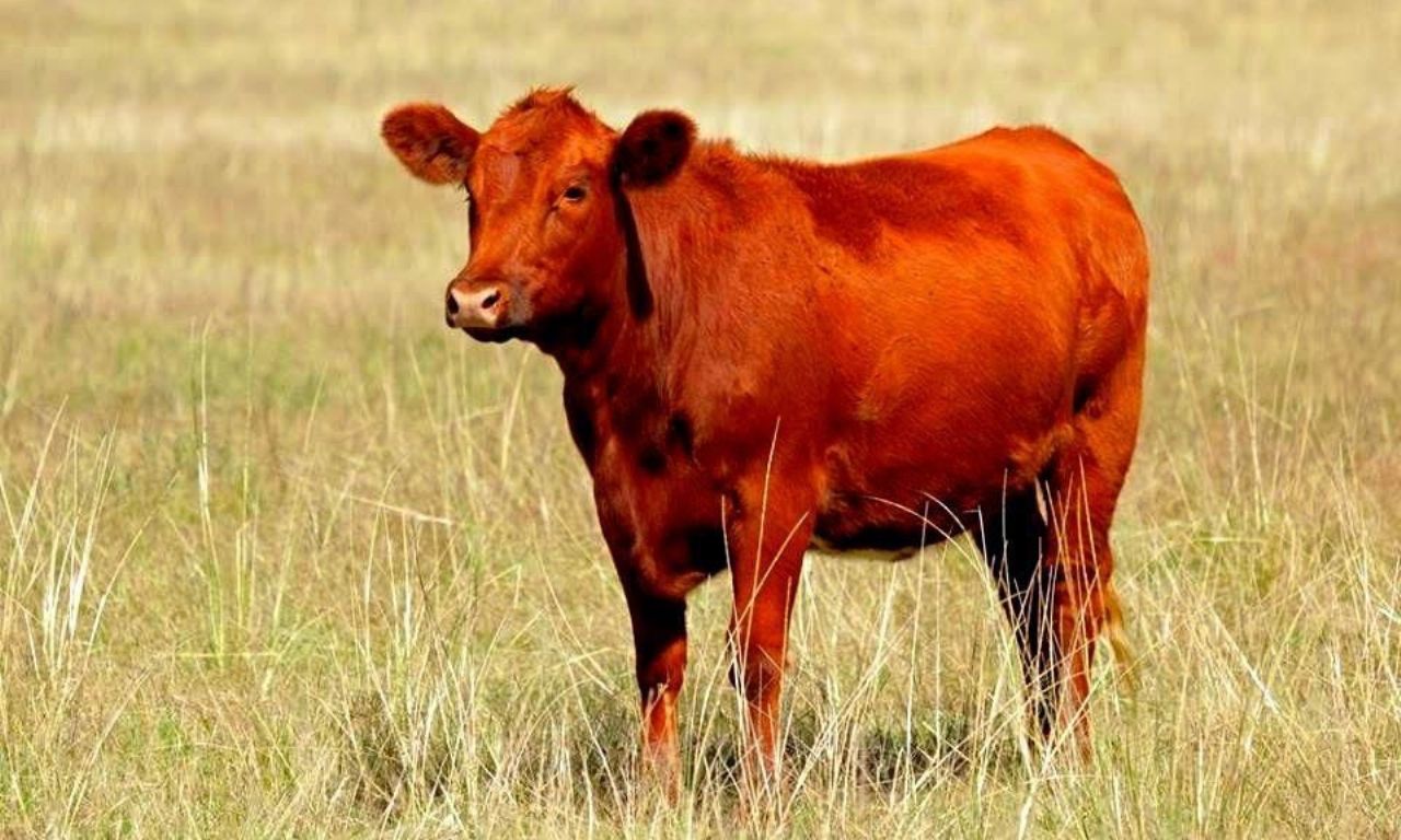 красная корова в израиле