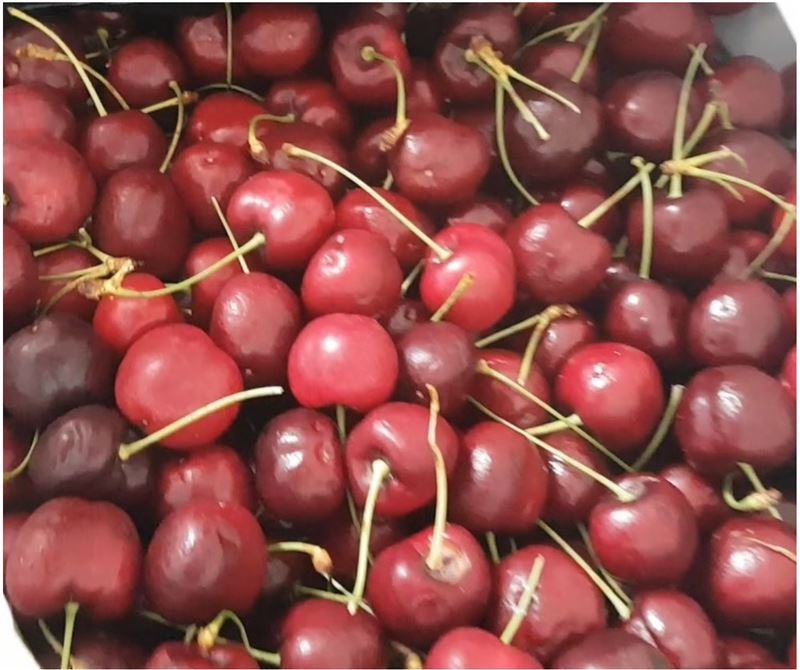 美國進口的「鮮櫻桃」，被驗出殘留農藥滅芬座（圖／食藥署提供）