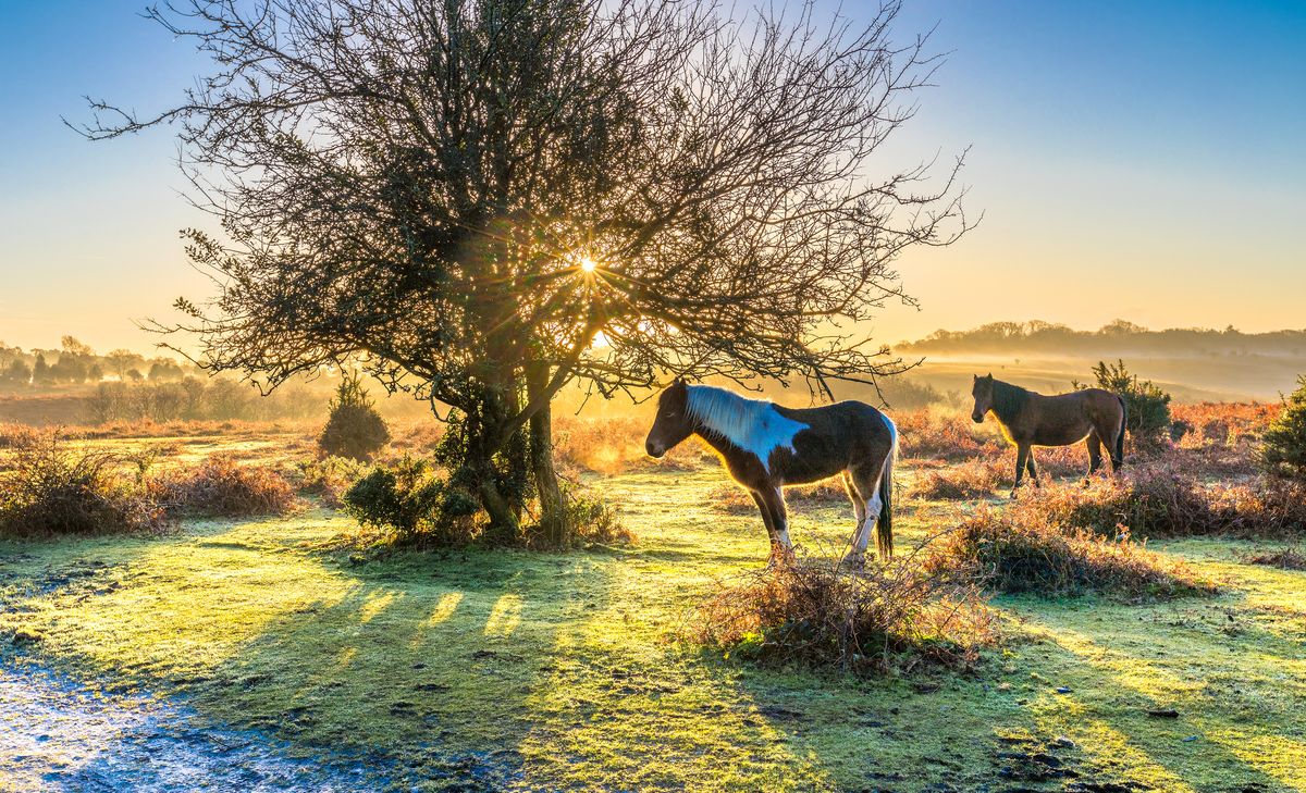<p>A magnet for nature lovers, The New Forest covers 350 square miles over Hampshire and parts of Wiltshire and is loved for its sleepy river valleys, gorse-covered heathland, free-roaming ponies, ancient woodlands and storybook villages. It makes for a truly magical country escape and is well worth adding to your UK staycation wish list.</p><p>Prima has a two-night offer for a stay at Careys Manor, an excellent hotel in the heart of the New Forest National Park. This is the perfect place to relax and reset, absorbing the tranquillity of the New Forest and enjoying top-class spa facilities. Prima's offer includes a bottle of Prosecco, dinner each evening, and use of the health club facilities.</p><p><strong>When?</strong> Until March 2024</p><p><a class="body-btn-link" href="https://www.primaholidays.co.uk/offers/careys-manor">FIND OUT MORE</a></p>