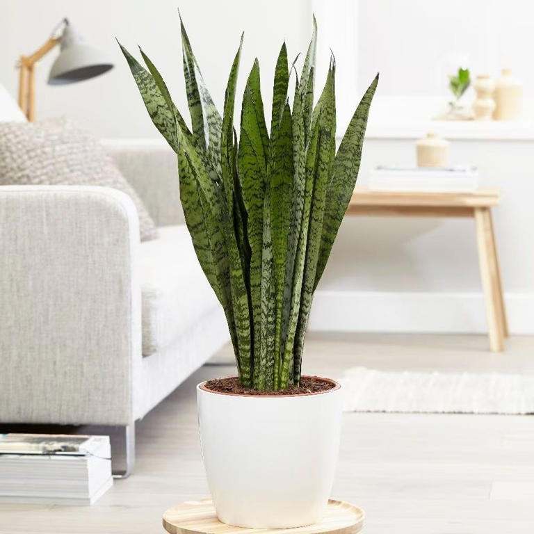 Beat the heat: 5 houseplants that will actually keep your home cool